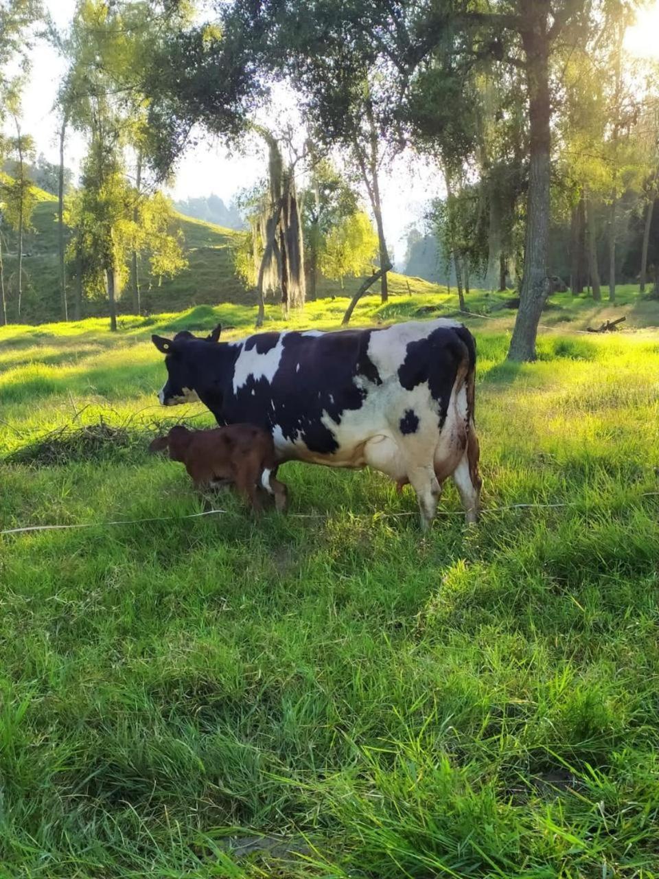 La Lucia Villa Manizales Kültér fotó